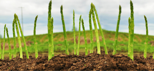 アスパラ農地イメージ